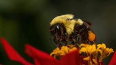 polaris pulse opportunity beam