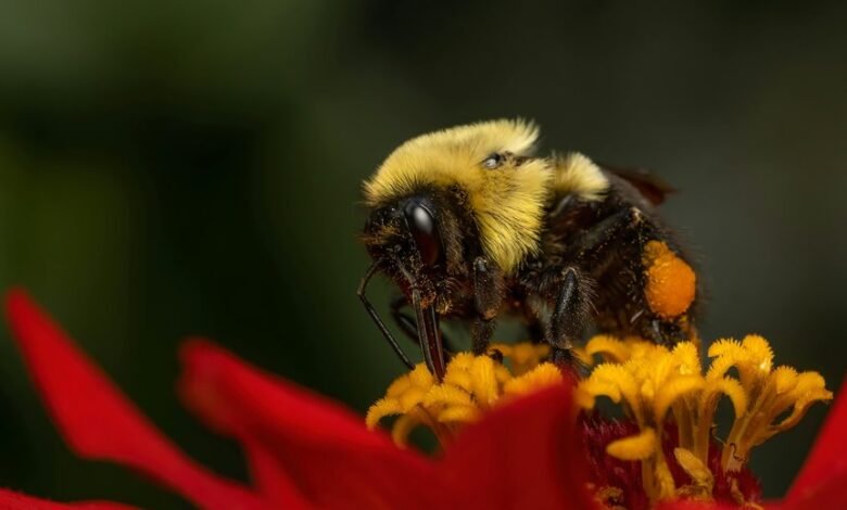polaris pulse opportunity beam